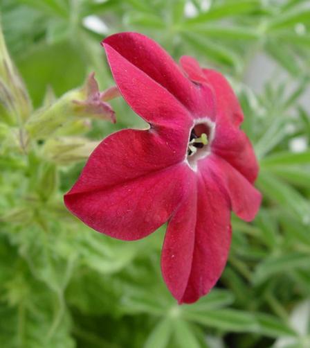 Nicotiana sanderae seeds